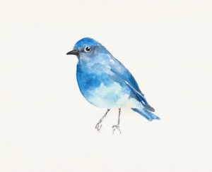 Blue Bird Watercolor