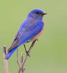 Final Bluebird Picture